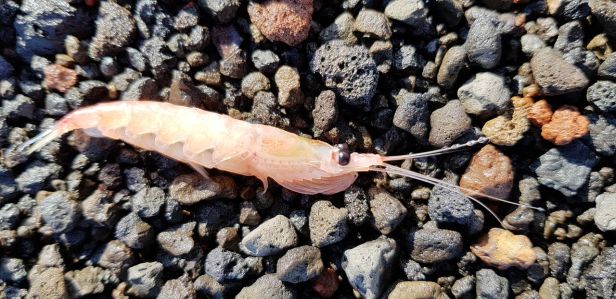 20171217_082543_preview