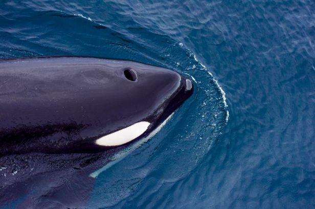 DSC_1893 G_Tsidulko_preview