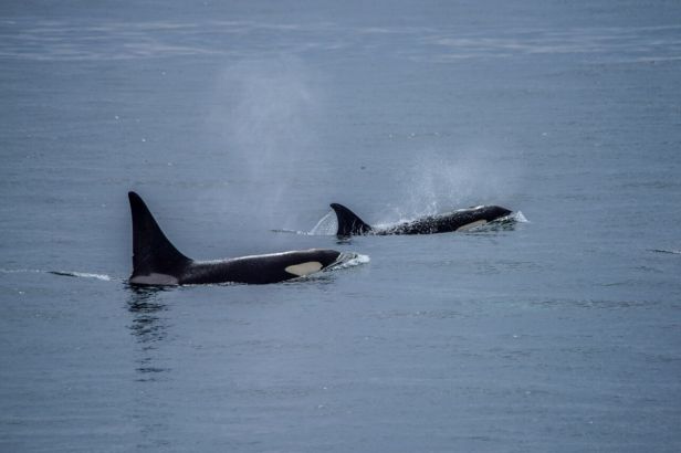 DSC_2069 G_Tsidulko_preview